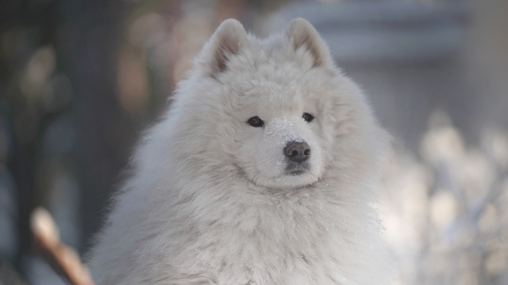Фото Самоеда