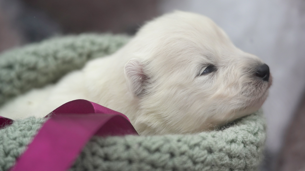 Фото щенка Самоеда