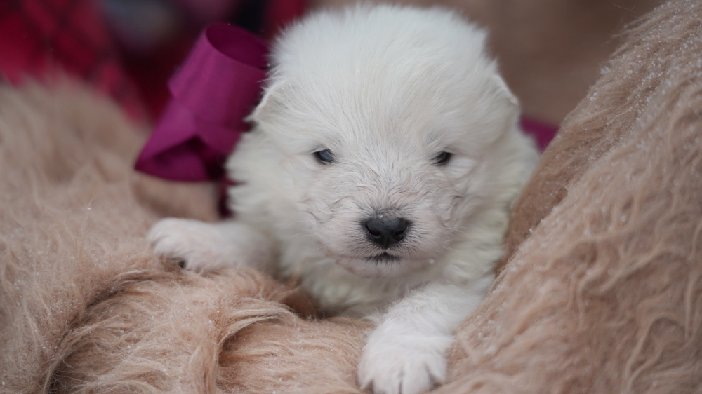 Фото щенка Самоеда