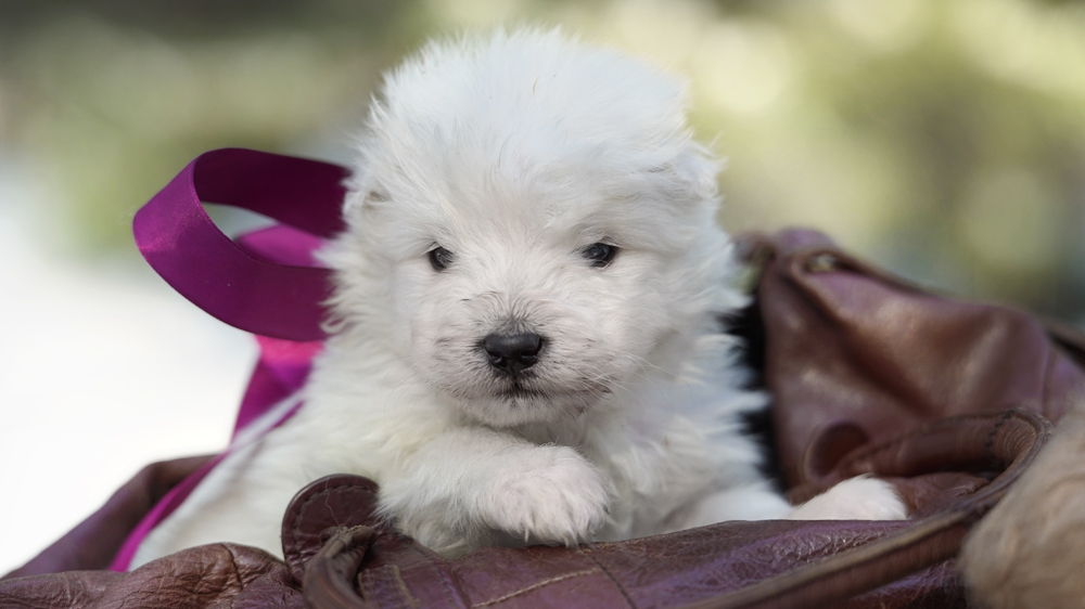 фото щенка Самоеда