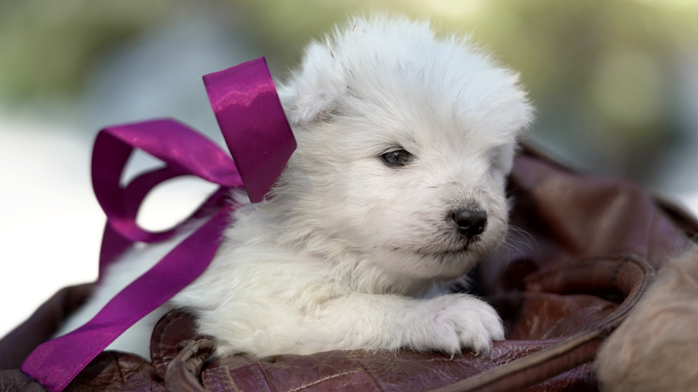 фото щенка Самоеда