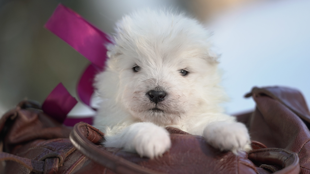 фото щенка Самоеда