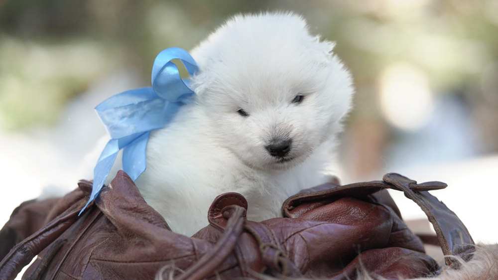 Фото щенка Самоеда