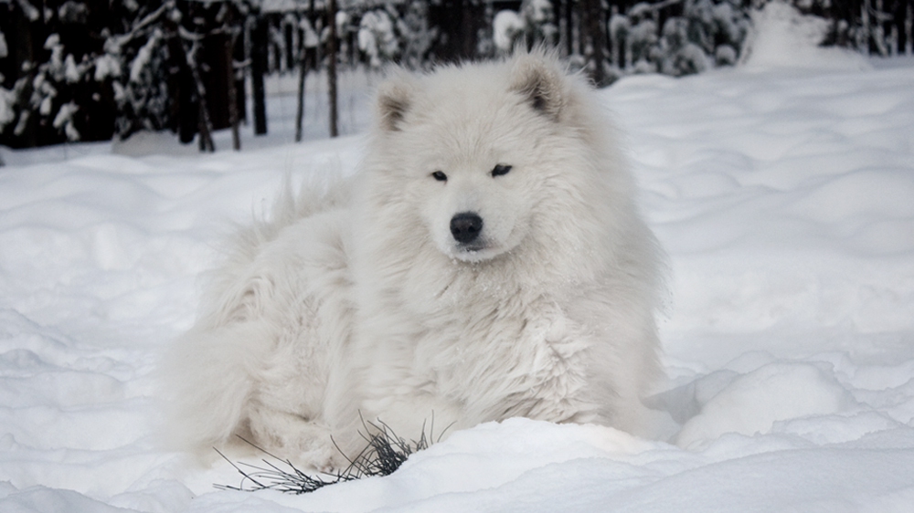 Фото Самоеда