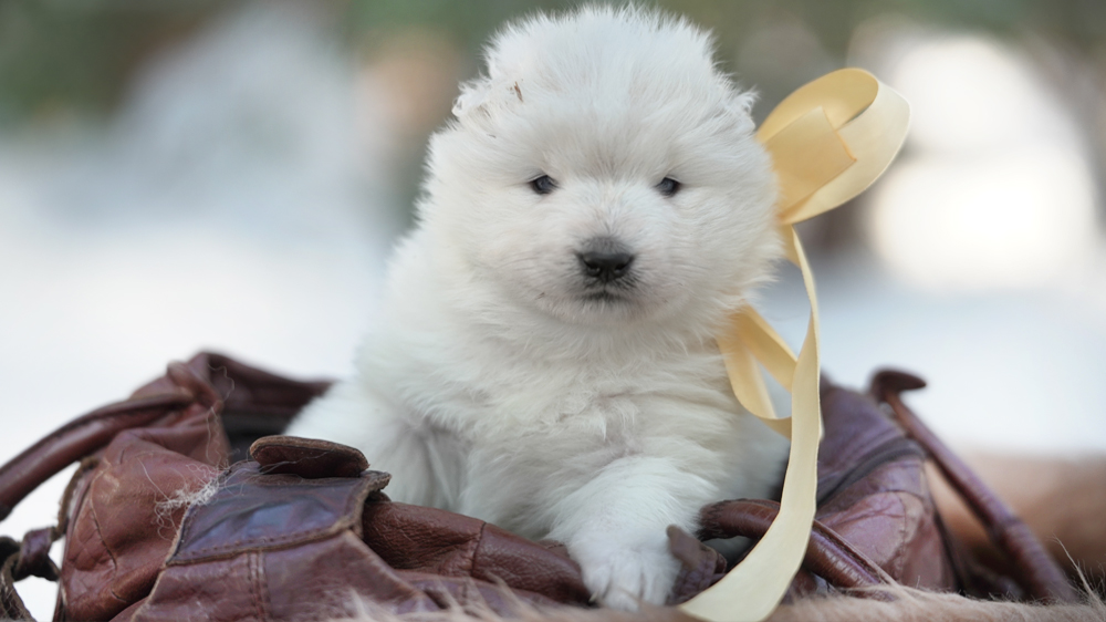 Фото щенков Самоеда. Щенки Самоеда фотографии
