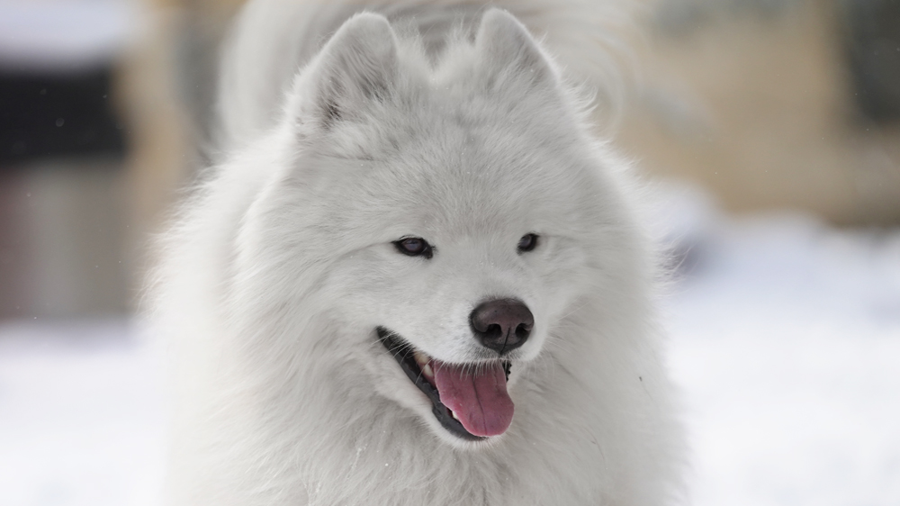 фото Самоеда.