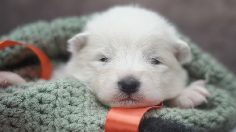 Фото щенка Самоеда