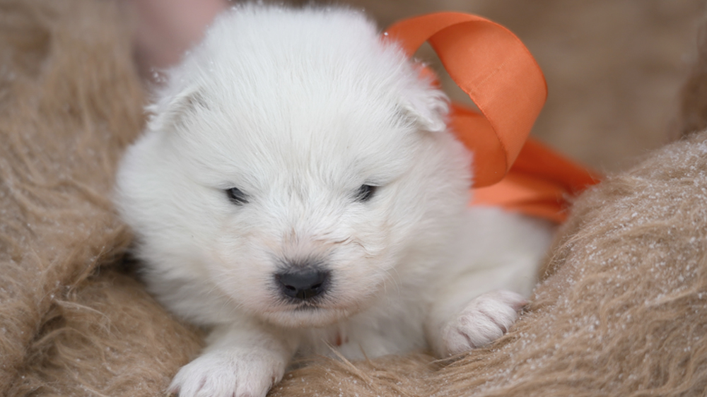 Фото щенка Самоеда