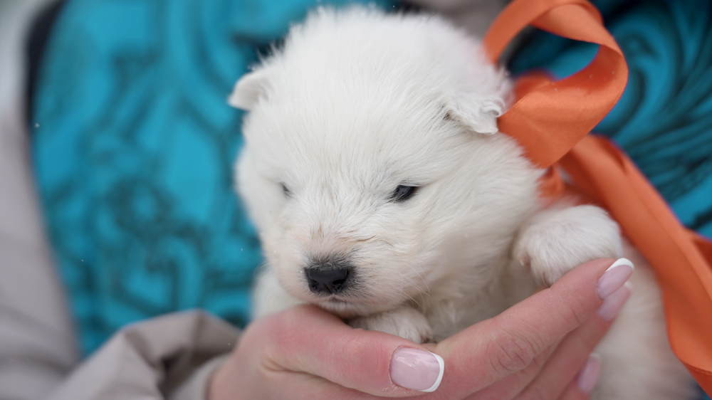 Фото щенка Самоеда