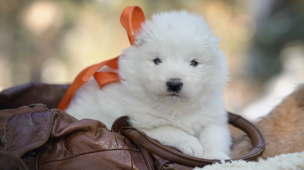 Фото щенка Самоеда. Щенки Самоеда фото