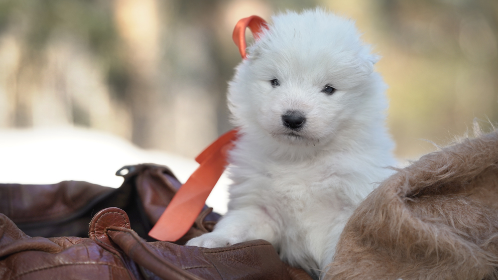 Фото щенка Самоеда. Щенки Самоеда фото