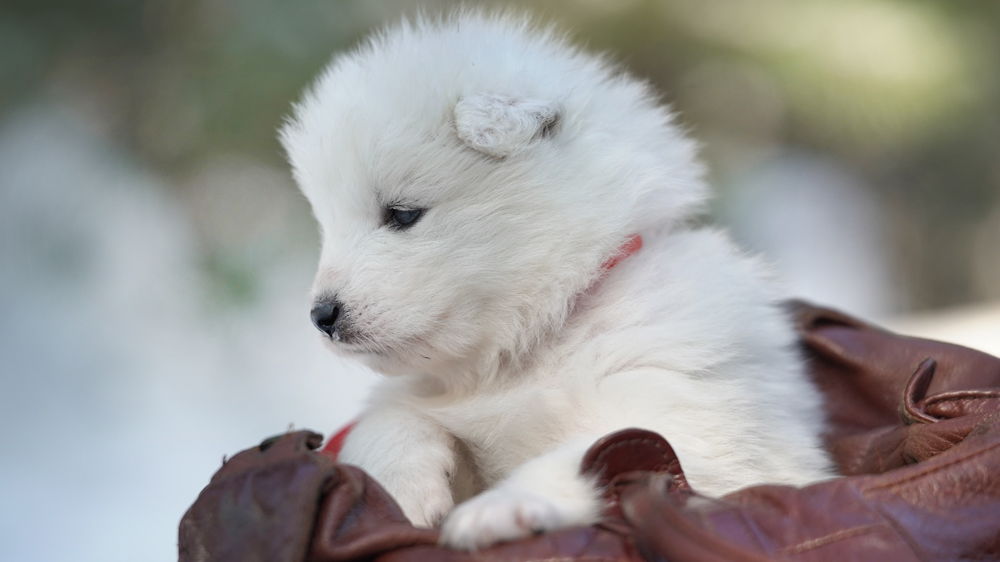 Фото щенка Самоеда. Щенки Самоеда фото