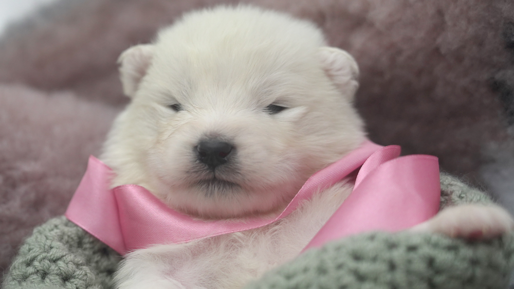 Фото щенка Самоеда