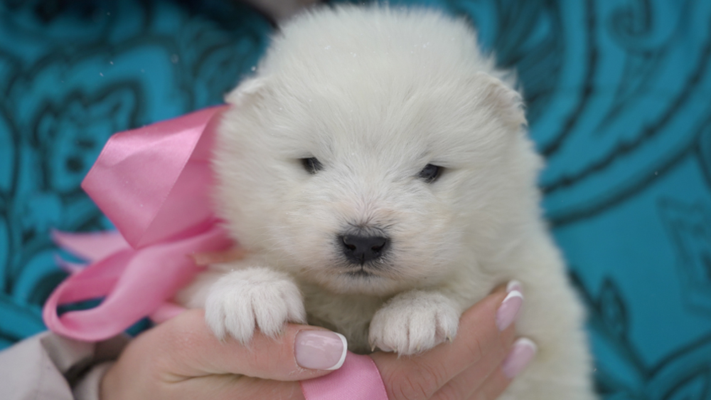 Фото щенка Самоеда