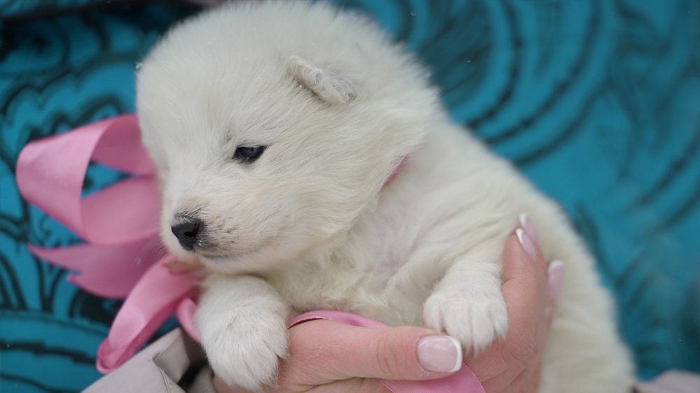 Фото щенка Самоеда
