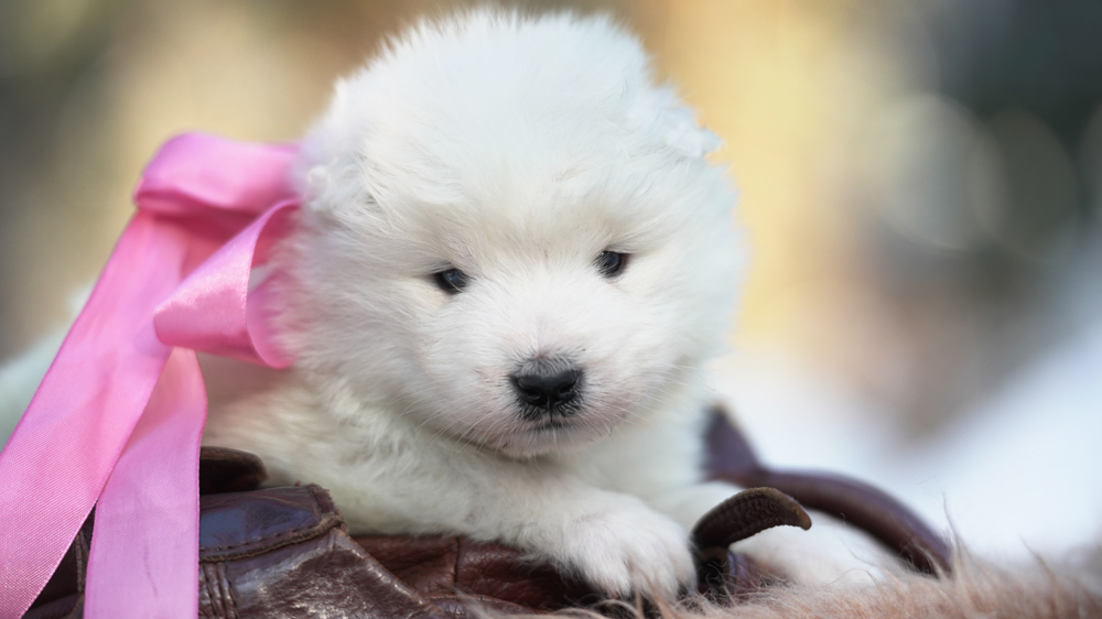 Фото щенка Самоеда