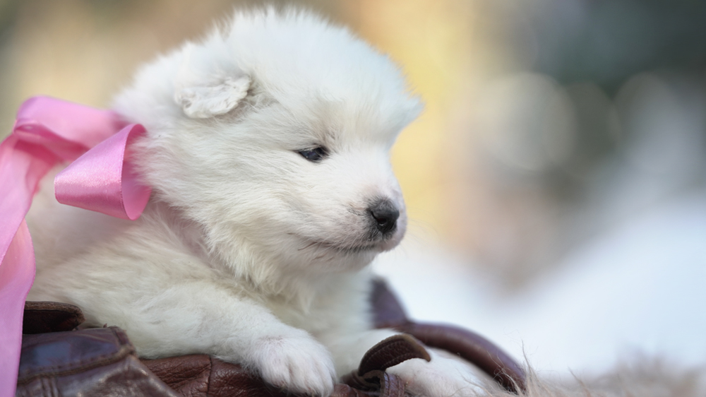 Фото щенка Самоеда