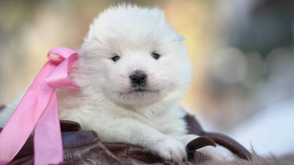 Фото щенка Самоеда