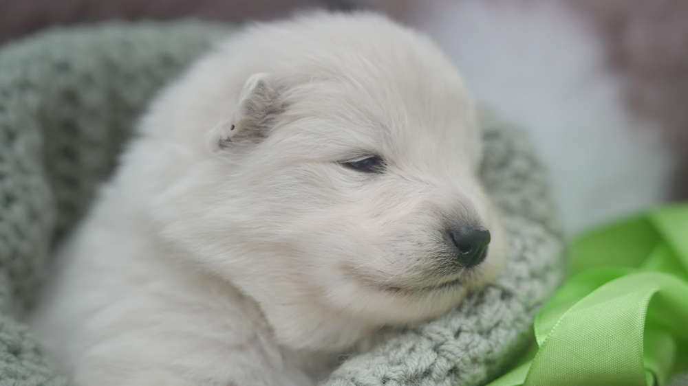 Фото щенка Самоеда