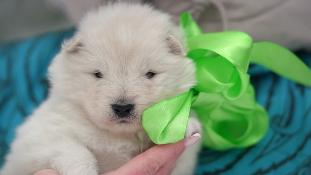 Фото щенка Самоеда