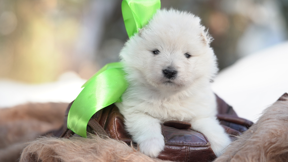 Фото щенка Самоеда