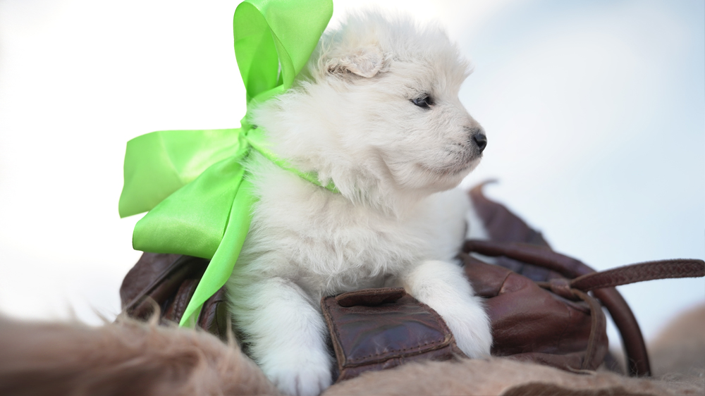 Фото щенка Самоеда