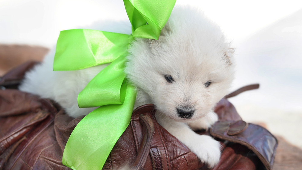 Фото щенка Самоеда