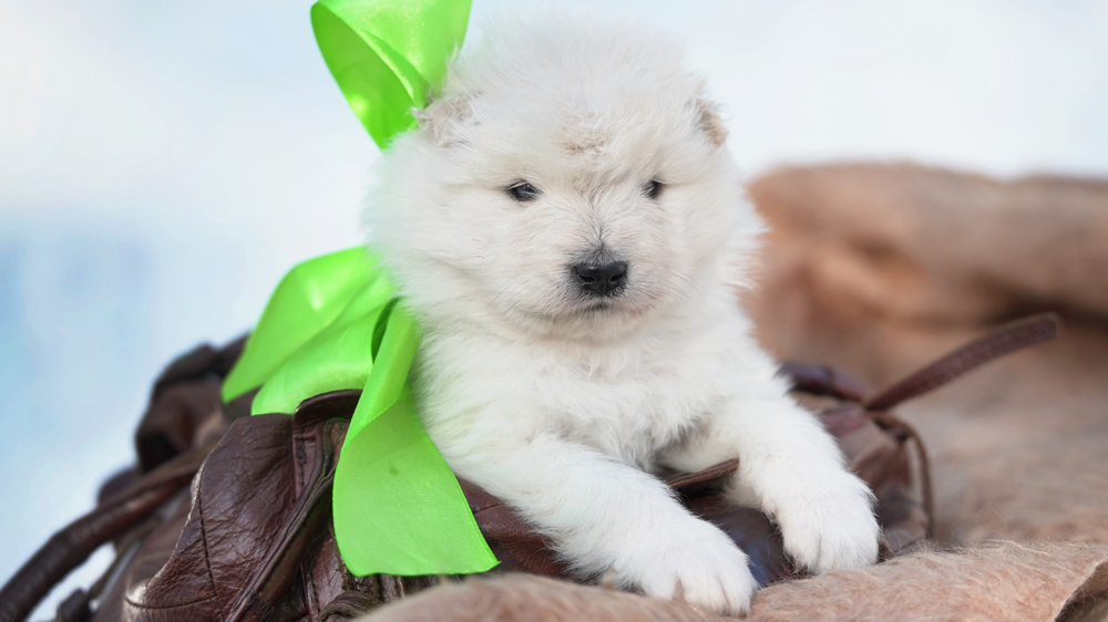 Фото щенка Самоеда