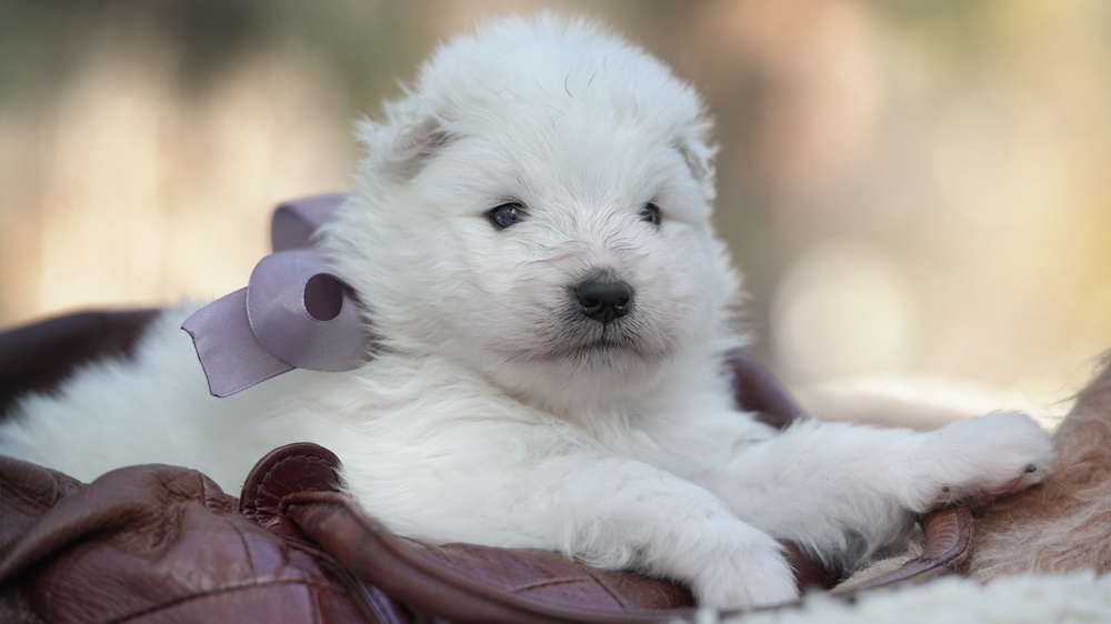 фото щенка Самоеда