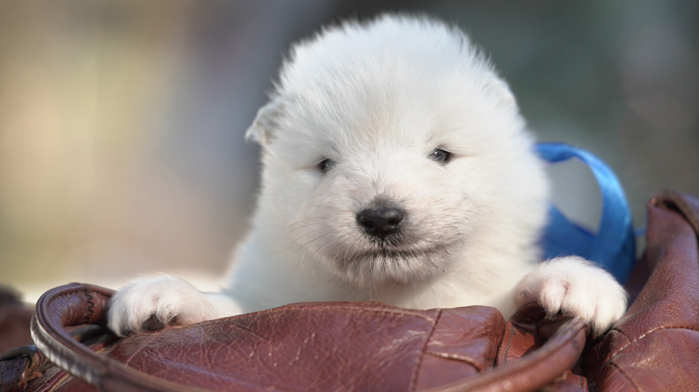 фото щенка Самоеда