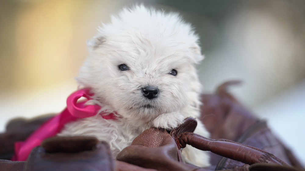 Фото щенков Самоеда. Щенки Самоеда фотографии