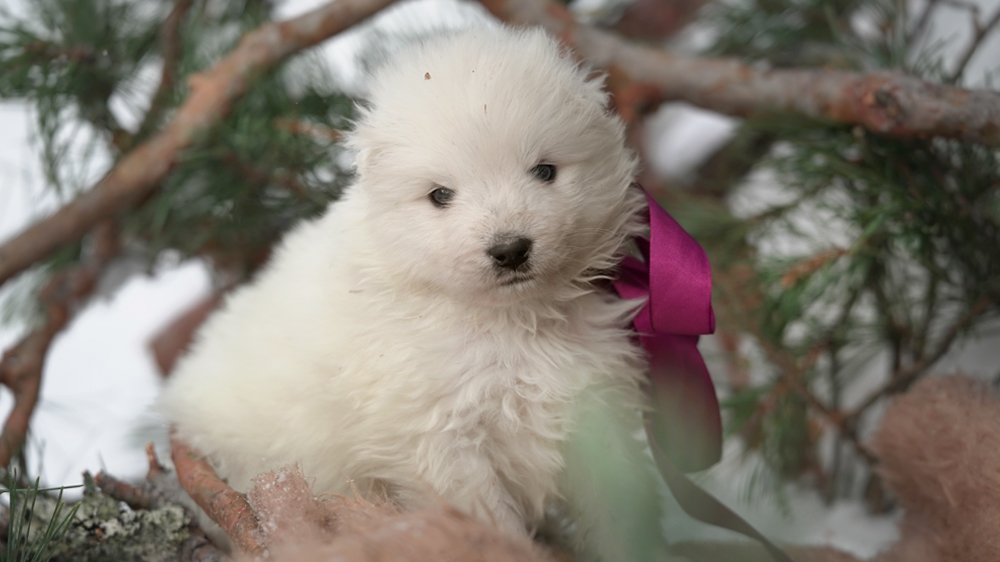 Фото щенка Самоеда