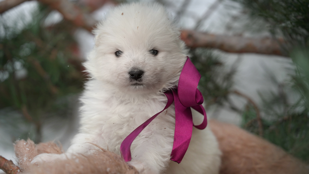 Фото щенка Самоеда