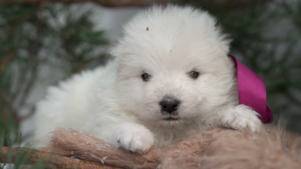 Фото щенка Самоеда