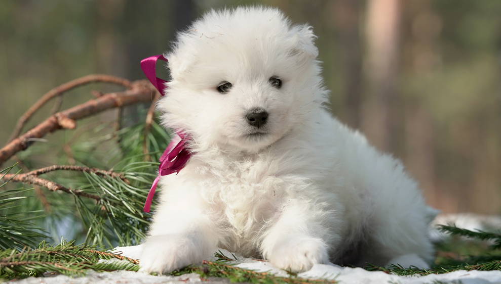 Фото щенка Самоеда