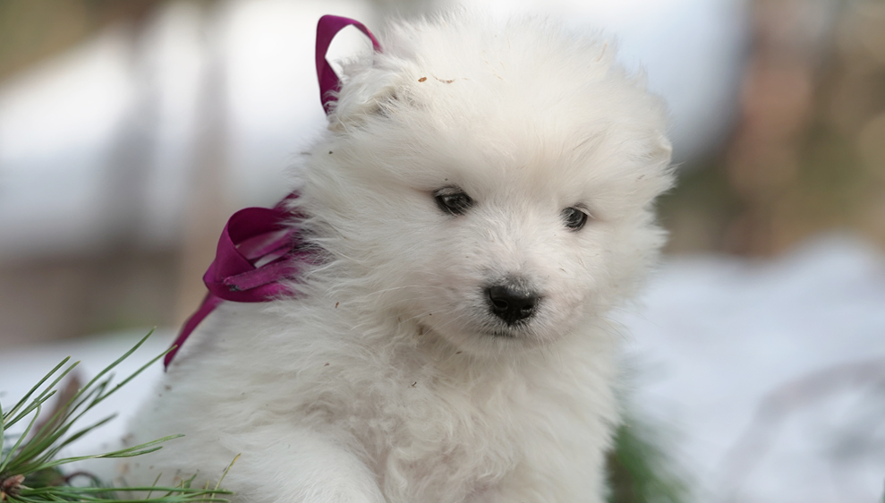 Фото щенка Самоеда