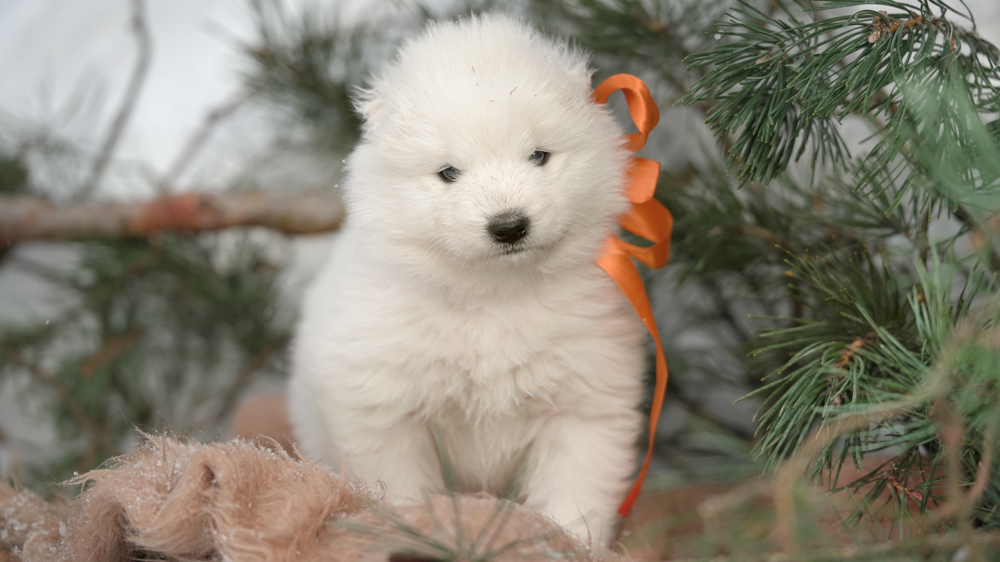 Фото щенка Самоеда