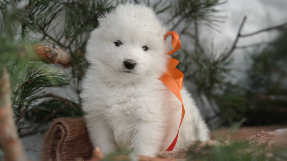 Фото щенка Самоеда