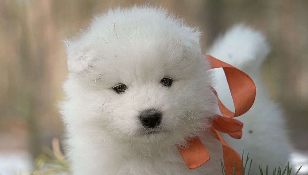 Фото щенка Самоеда
