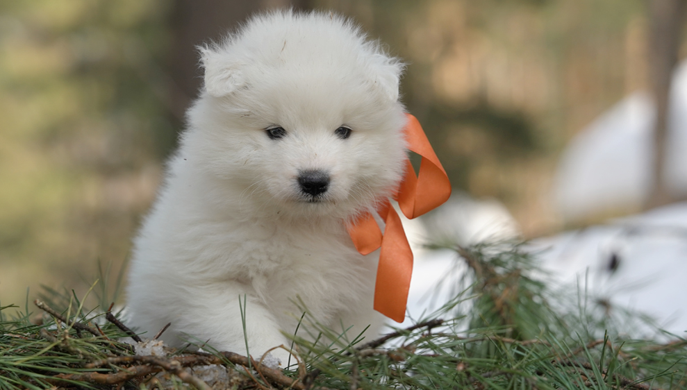 Фото щенка Самоеда