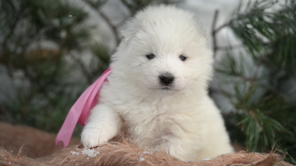 Фото щенка Самоеда