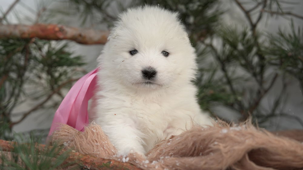 Фото щенка Самоеда