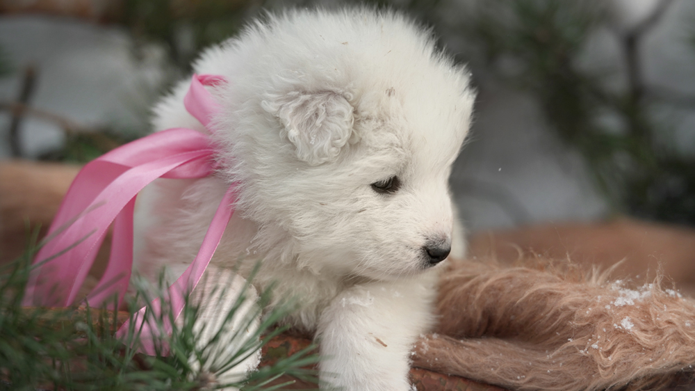 Фото щенка Самоеда