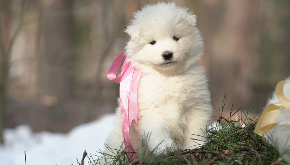 Фото щенка Самоеда