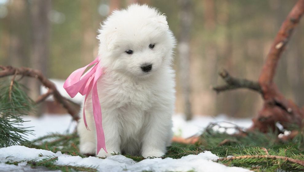 Фото щенка Самоеда