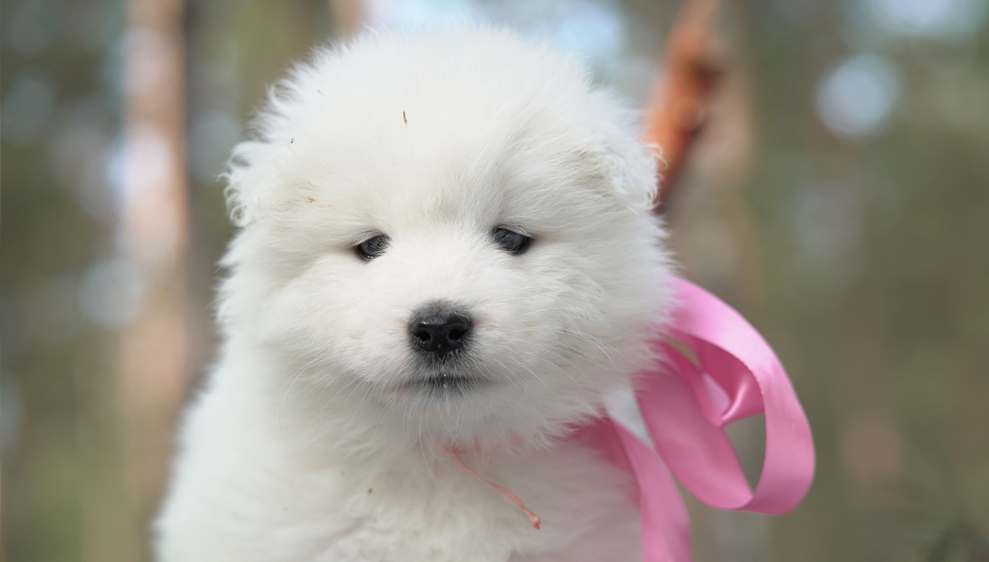 Фото щенка Самоеда