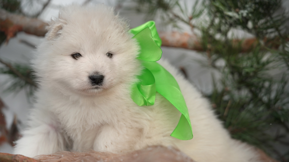 Фото щенка Самоеда