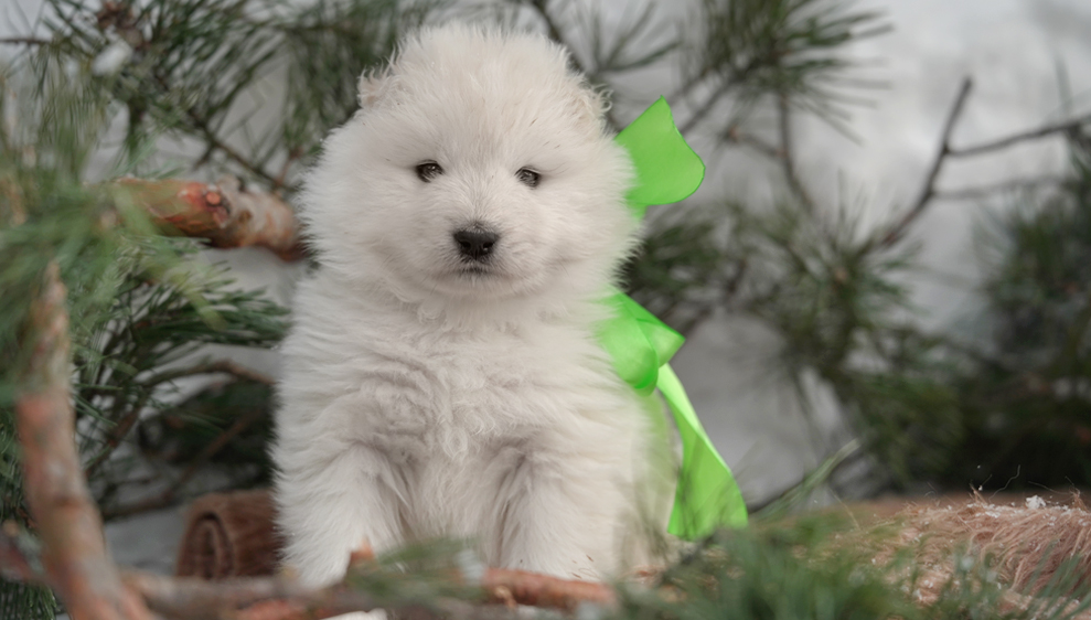 Фото щенка Самоеда