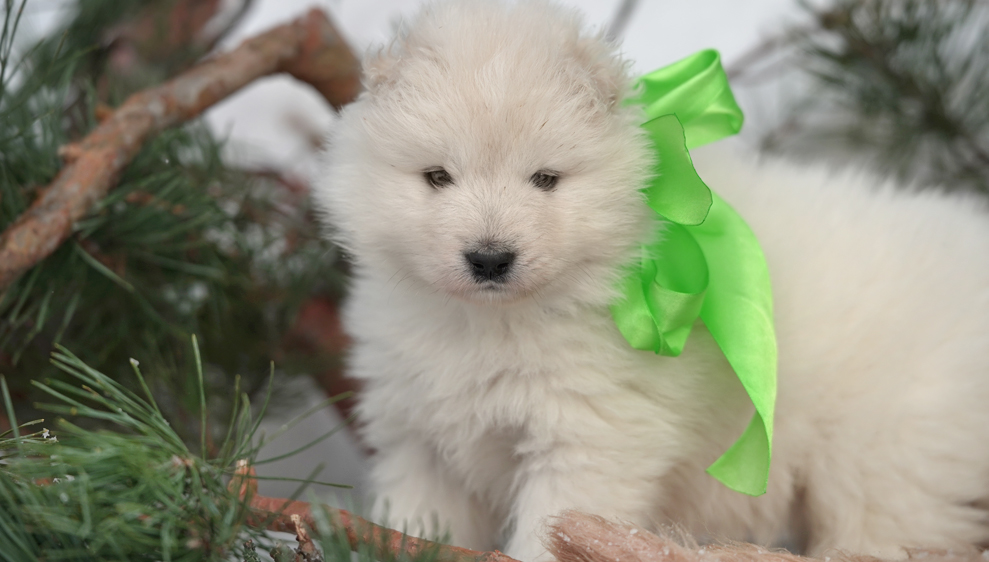 Фото щенка Самоеда