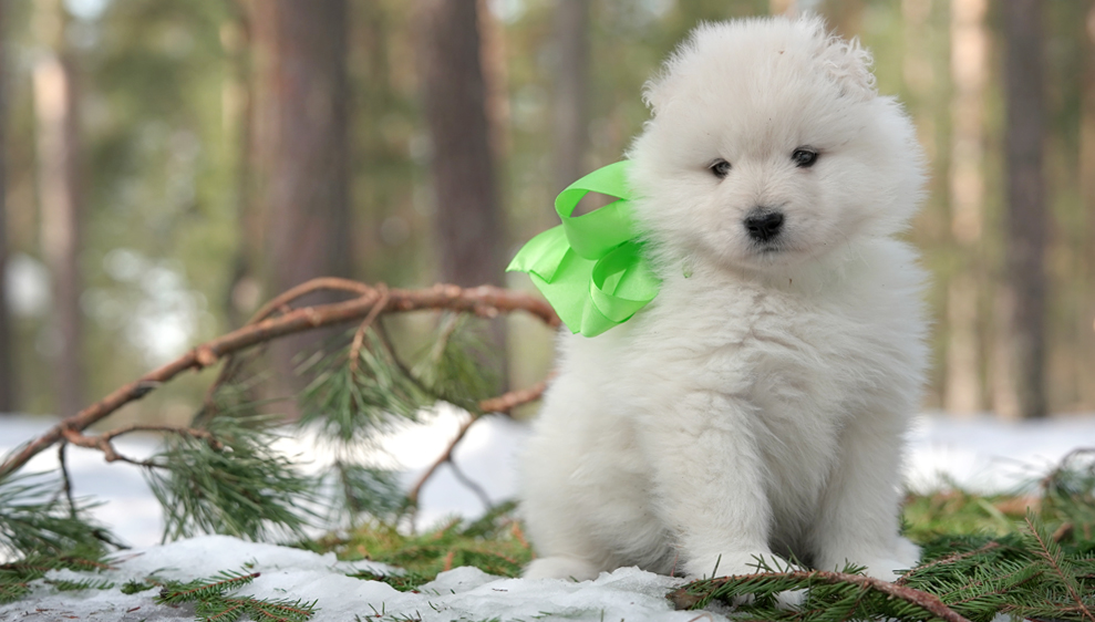 Фото щенка Самоеда